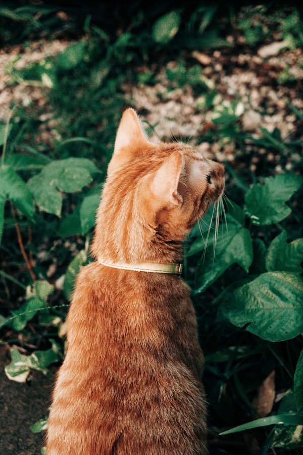 Can Planting an Allergy-Friendly Garden Reduce Seasonal Allergy Symptoms?