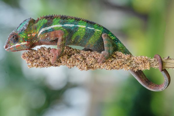 How to choose the right plants for a high-humidity bathroom environment?